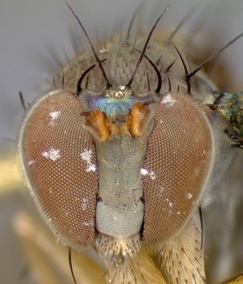 Media type: image;   Entomology 13035 Aspect: head frontal view